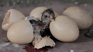 Amazing Eggs Hatching video colorful chickens [upl. by Atalee138]