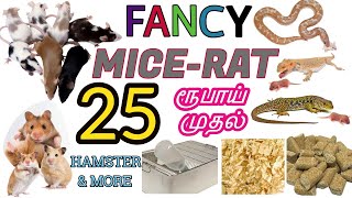 Fancy Mice  Rat  Hamster Farm Visit  SALE with PRICE List amp Delivery  Cage  Accessories [upl. by Owades946]