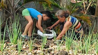 gardening spring onion and manure [upl. by Vaas37]