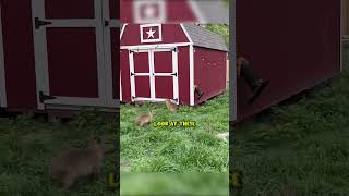 Munching Away With The Capybaras TheUrbanRescueRanch [upl. by Candis]