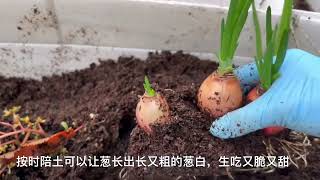 Transplanting Onions 🧅 移栽葱头 gardening 种菜 chineseherbs gardentips 种植技术 沉浸式 [upl. by Jeannine]