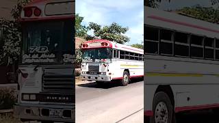 Transportes Rivera Ruta 7D Buses de El Salvador Buses salvadoreños Buses Shorts Fyp BlueBird [upl. by Cohette]