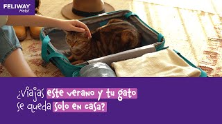 Este verano ¿tu gato se queda en casa por unos días [upl. by Asamot744]