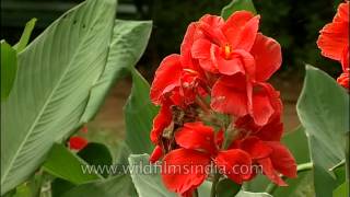 Colorful canna lilies in Lalbagh Gardens Bangalore [upl. by Euqina739]