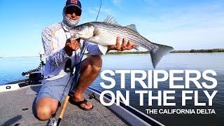 Fly Fishing for Striped Bass in the California Delta [upl. by Benjie]