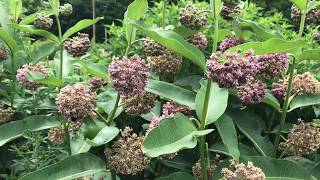 Common Milkweed [upl. by Batista376]