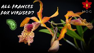 Should you throw away Orchid Plants that have Viruses  An entire variety possibly virused 🦠 [upl. by Shara]