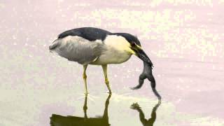 Blackcrowned NightHeron eating frog 20130615 [upl. by Neetsyrk610]