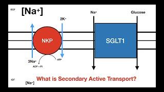 What is Secondary Active Transport [upl. by Adnawyt]