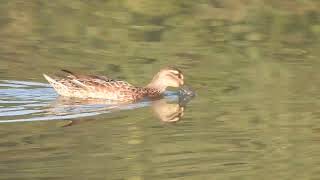 Garganey [upl. by Clintock103]