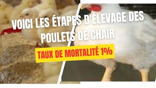 Tout ce quil faut savoir sur les etapes de lélevage des poulets de chair  astuces clés [upl. by Koffler]