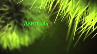 Ashitaba Trawas Industry [upl. by Klotz]