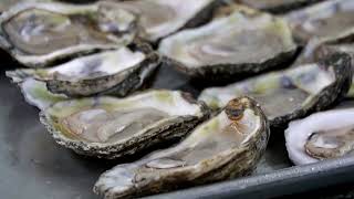 Climate change overharvesting hit Texas oysters [upl. by Elleret]