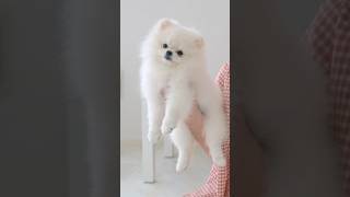 Two Pomeranias with round cuts ポメラニアンまんまるカット2選 shots [upl. by Melena]