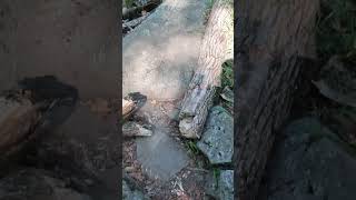 Shorts rock scrambling in glacial boulder field NJ USA hike park NewJersey [upl. by Nadaha]