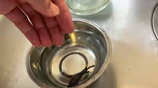 Dropsy remedy in betta fish 100 cure proven and tested [upl. by Deirdra591]