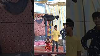 circus circustime roxy present barajaguli haringhata nadia [upl. by Urbanus231]