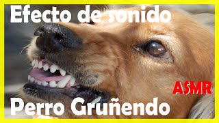 SONIDO DE PERRO GRUÑENDO FUERTE  Efecto de sonido  ASMR [upl. by Howzell226]