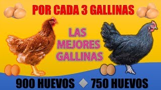 Las 5 Mejores GALLINAS PONEDORAS más RENTABLES que EXISTEN [upl. by Rempe]