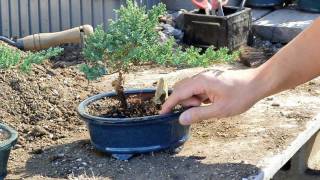 Bonsai Basics  Watering your Bonsai Tree [upl. by Boyd124]