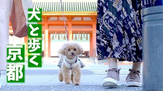 京都 岡崎🐶トイプードルのコロンちゃんと岡崎を歩いてきたよ🎶 平安神宮  京都市京セラ美術館  京都府立図書館  岡崎公園  岡崎蔦谷 [upl. by Arahas]