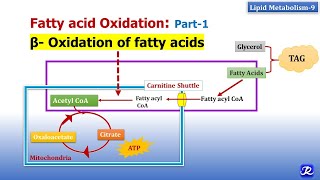 9 Beta oxidation of fatty acids  Lipid Metabolism9  Biochemistry  NJOY Biochemistry [upl. by Maurey]