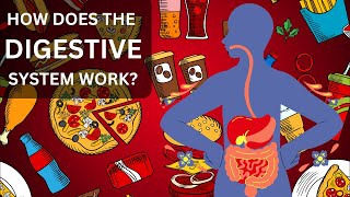 “The Incredible Digestive System How Your Body Processes Food”  ScienceScopes [upl. by Alak]