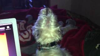 West Highland Terrier Teddy Howling [upl. by Maure275]