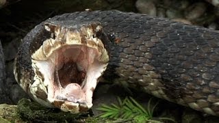 Cottonmouth vs Rattlesnake 01  Snake Eats Snake [upl. by Jayne401]