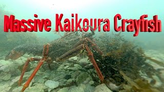 Massive Kaikoura Crayfish│Freediving Kaikoura Crayfish everywhere [upl. by Ahseat]