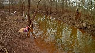 Oklahoma deep fork wma hog hunt with dogs and ars 2020 dogo argentino and Rhodesian ridgeback [upl. by Haron948]