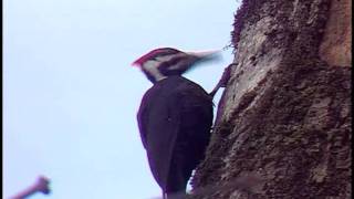 Pileated Woodpecker extreme close up long tongue lapping up insects [upl. by Refannej]