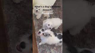 quotFunny Pets Caught on Camera Try Not to Laughquot [upl. by Einnol303]