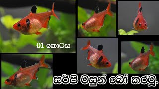 Parisaraya Marai How To Breed Serpae Fish [upl. by Johan]