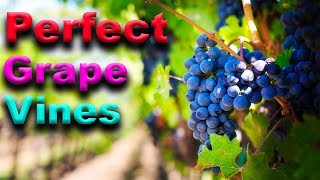 ESSENTIAL Grape Vine Growing Tips  That Really WORK [upl. by Ellenehc]