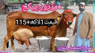 03466152628jersey gay  jersey cow  sahiwal jersey crossbreed cholistani cross cholistani cow [upl. by Veneaux]