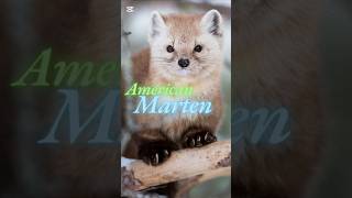 5 American Marten Facts animalshorts wildanimalfacts animals [upl. by Rosenblum]