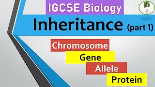 inheritance part 1 Chromosomes genes alleles IGCSE biology [upl. by Kumar982]