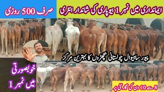 High Quality Bachra Farming Business Offer  How to Start Cattle Market Business in Punjab Pakistan [upl. by Driskill]