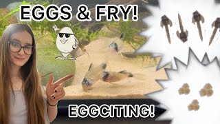 Breeding CorydorasSpawning Hatching Mistakes amp Lessons [upl. by Buttaro]