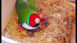 Gouldian finches Breeding  Best Collective Video 2  Birds Likers [upl. by Hahn]