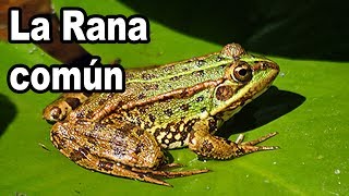 Rana Común  Pelophylax Perezi Datos sobre la especie 🐸 [upl. by Lledner]