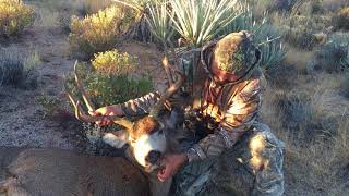 California Desert Mule Deer IMG 0117 [upl. by English]