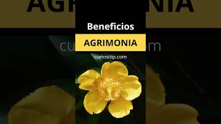 Beneficios de la Agrimonia Propiedades y Todo para la Salud [upl. by Laughry175]