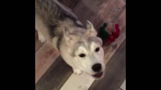 Husky howling compilation [upl. by Ziul413]