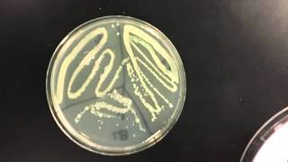 Lab 6 Catalase Test [upl. by Llednahs]