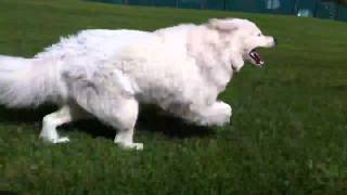 Samoyed running 50kmh [upl. by Hardwick]