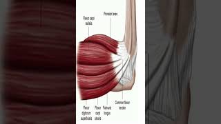 Anatomy Flexor Carpi Ulnaris shorts [upl. by Shishko209]