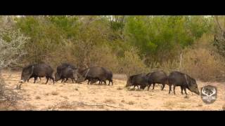 Rancho Las Lomas  Cacería de Jabali con Arco [upl. by Howlond21]