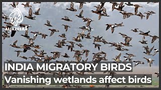 Indias migratory birds Vanishing wetlands affect migrations [upl. by Ermentrude]